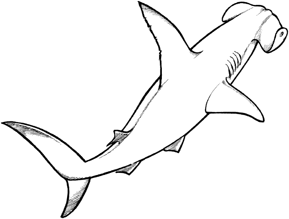 Hammerhead Shark 1 Coloring Page Md Coloring Page — Free Printable — free printable coloring page