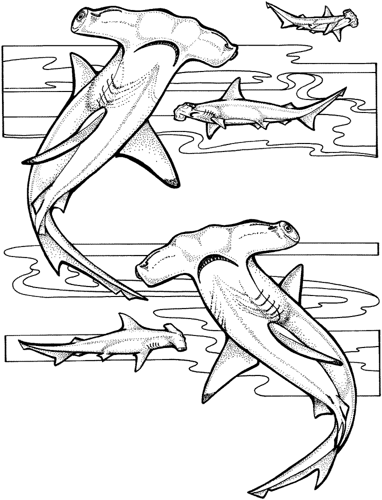 Hammerhead Shark 6 Coloring Page Md Coloring Page — Free Printable — free printable coloring page