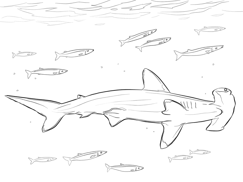 Hammerhead Shark With Pilot Fishes Coloring Pages Md Coloring Page — Free Printable — free printable coloring page