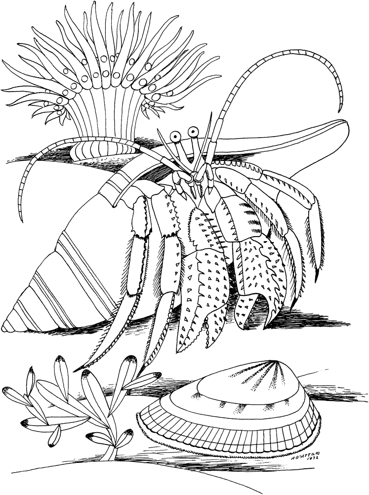 Hermit Crab And Shell Coloring Page Md Coloring Page — Free Printable — free printable coloring page