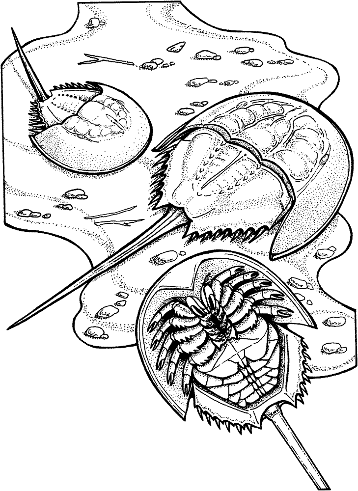 Horseshoe Crabs Coloring Page Md Coloring Page — Free Printable — free printable coloring page