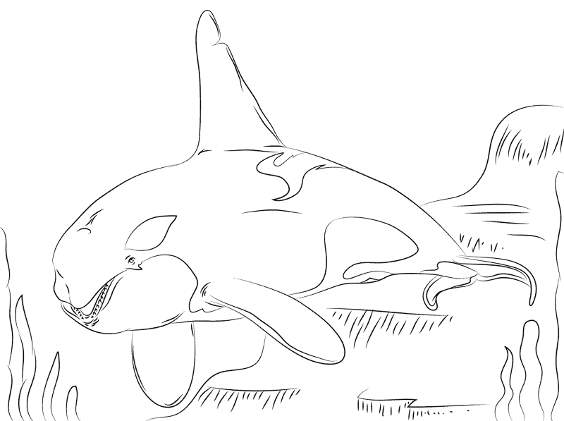 Killer Whale Coloring Pages Md Coloring Page — Free Printable — free printable coloring page