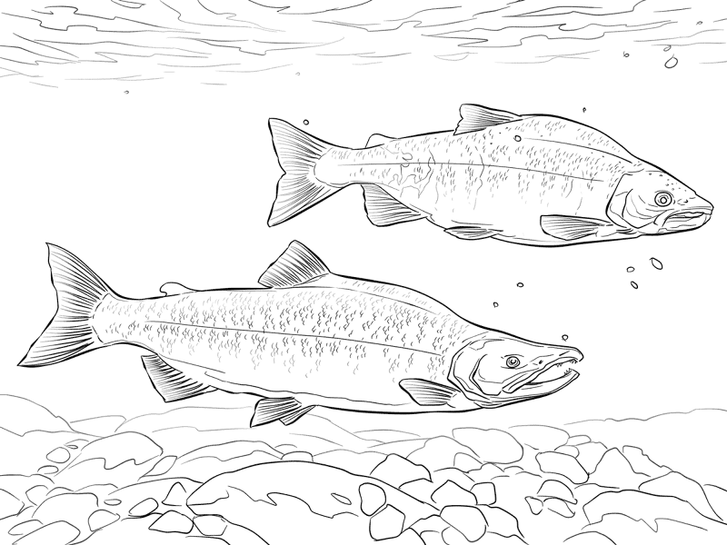 Kokanee Salmon Md Coloring Page — Free Printable — free printable coloring page