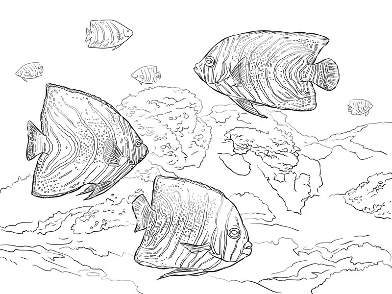 Koran Angelfish Md Coloring Page — Free Printable — free printable coloring page