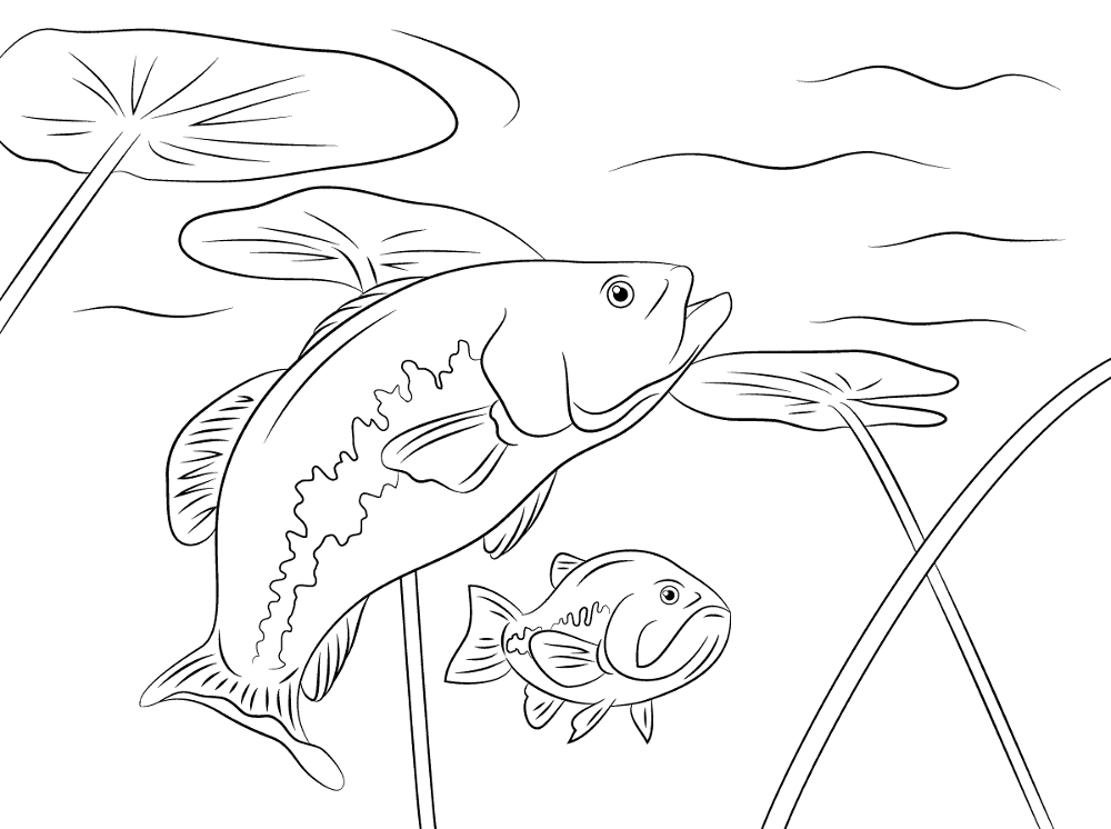 Largemouth Basses Md Coloring Page — Free Printable — free printable coloring page