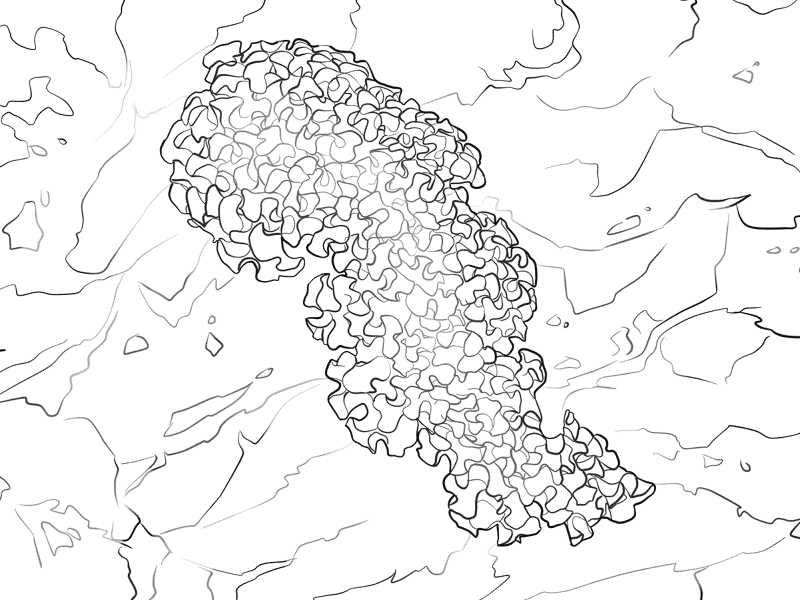 Lettuce Sea Slug Coloring Pages Md Coloring Page — Free Printable — free printable coloring page