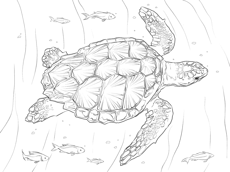 Loggerhead Turtle Coloring Pages Md Coloring Page — Free Printable — free printable coloring page