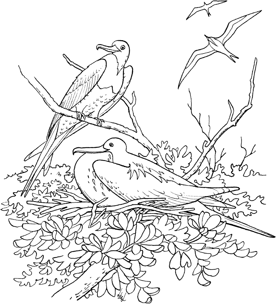 Magnificent Frigatebird Coloring Page Md Coloring Page — Free Printable — free printable coloring page