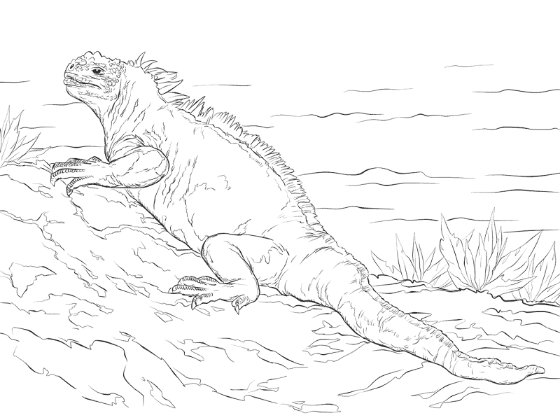 Marine Iguana Coloring Pages Md Coloring Page — Free Printable — free printable coloring page