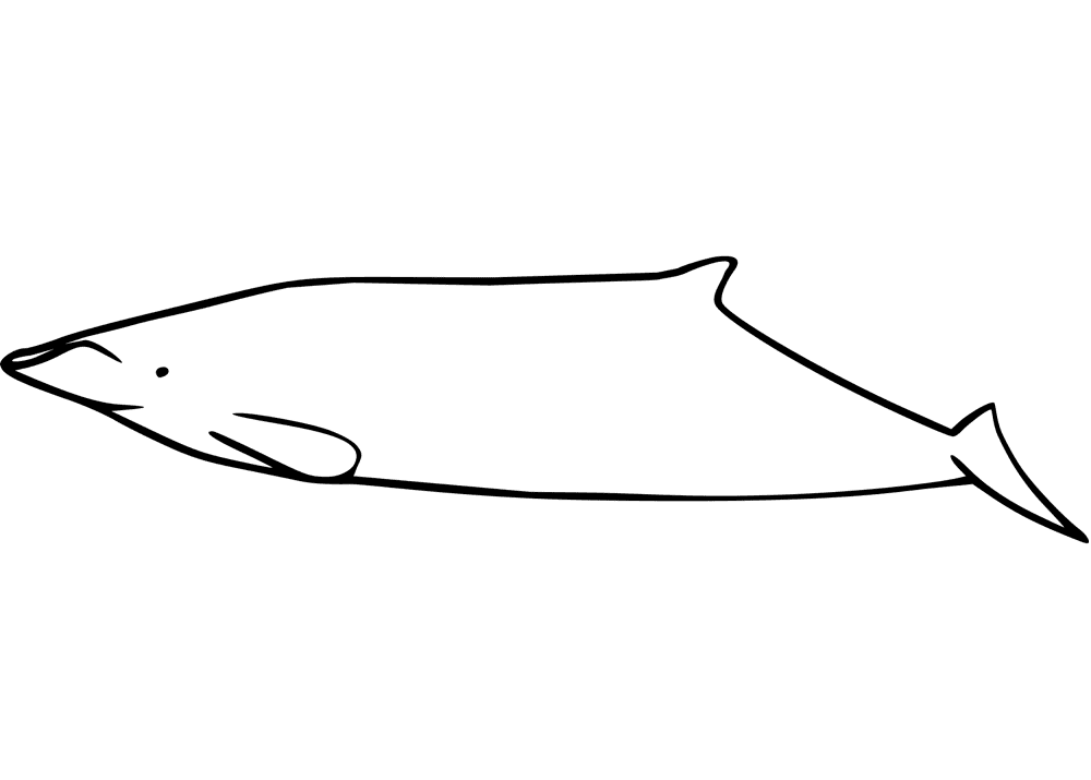 Mesoplodon Bahamondi Coloring Page Md Coloring Page — Free Printable — free printable coloring page