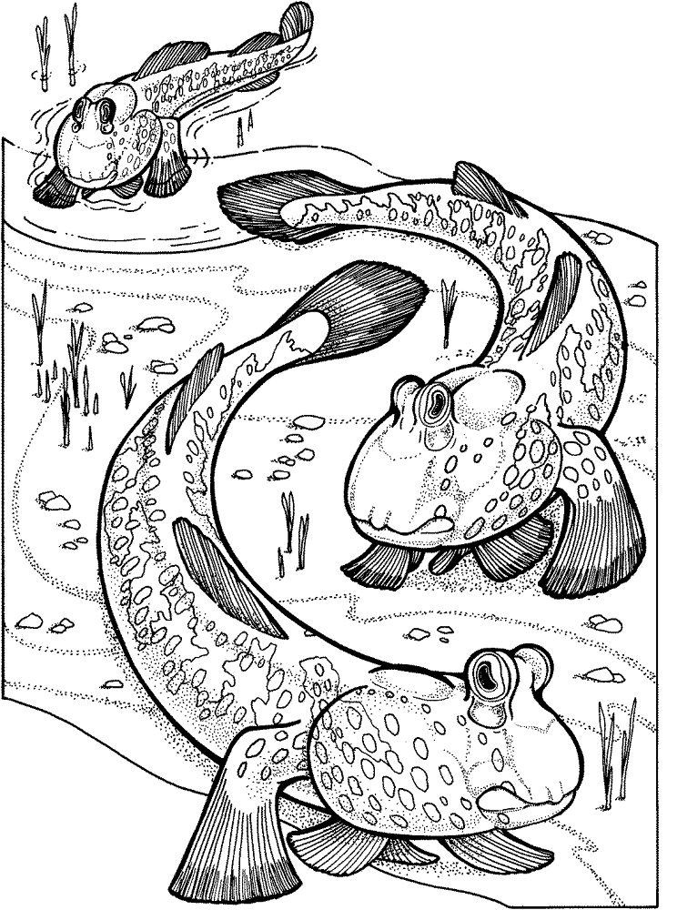 Mudskippers Coloring Page Md Coloring Page — Free Printable — free printable coloring page