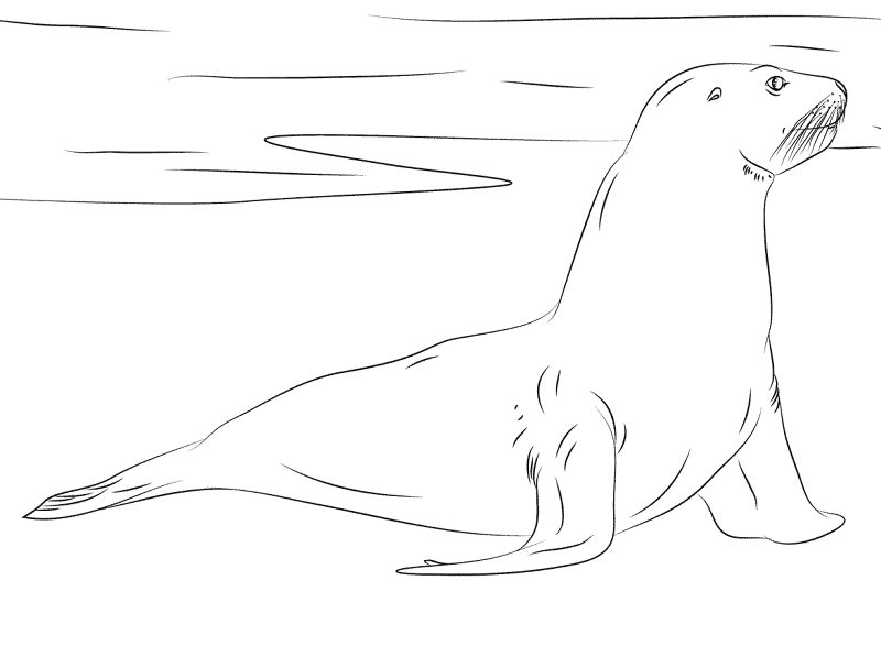 New Zealand Sea Lion Coloring Pages Md Coloring Page — Free Printable — free printable coloring page