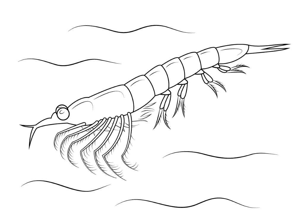 Northern Krill Coloring Pages Md Coloring Page — Free Printable — free printable coloring page