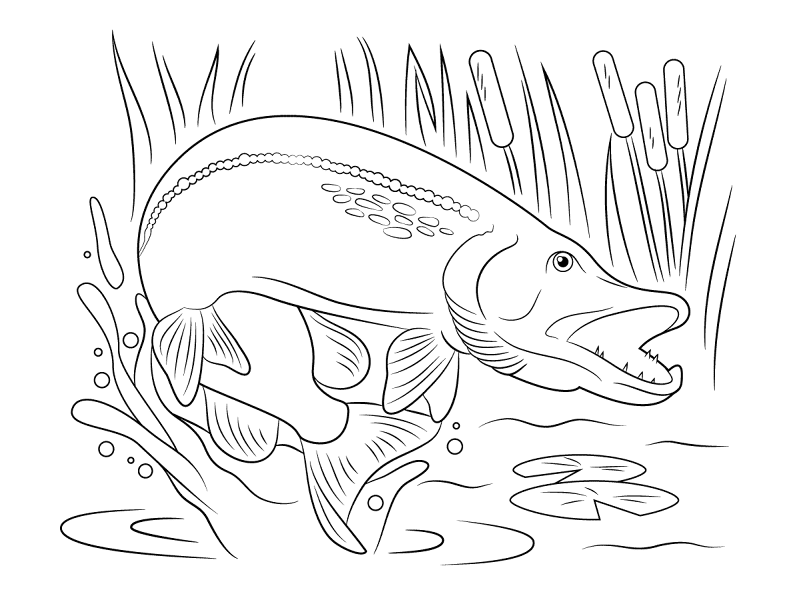 Northern Pike Jump Out Of Water Md Coloring Page — Free Printable — free printable coloring page