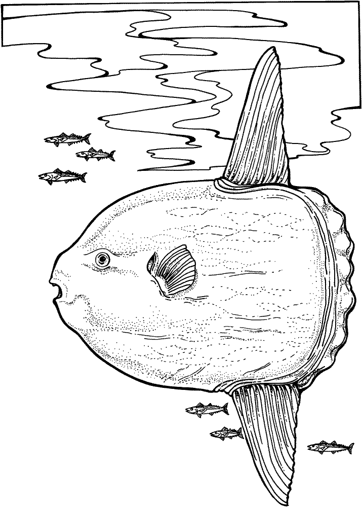 Ocean Sunfish Coloring Page Md Coloring Page — Free Printable — free printable coloring page