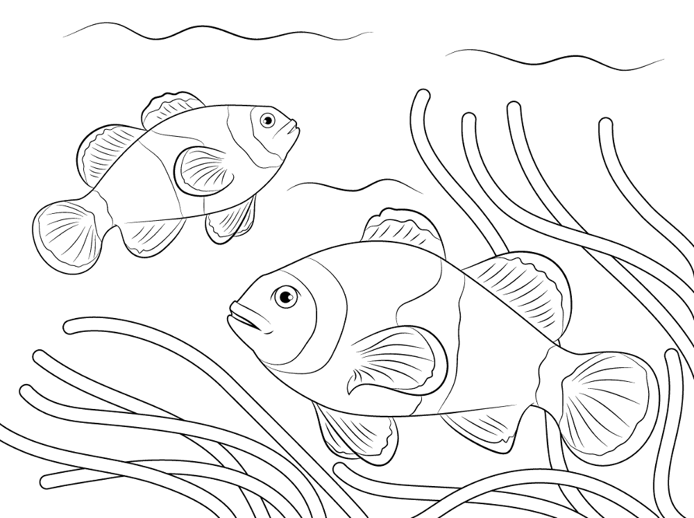 Ocellaris Clownfish Md Coloring Page — Free Printable — free printable coloring page
