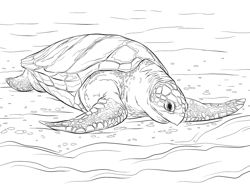 Olive Ridley Sea Turtle Coloring Pages Md Coloring Page — Free Printable — free printable coloring page