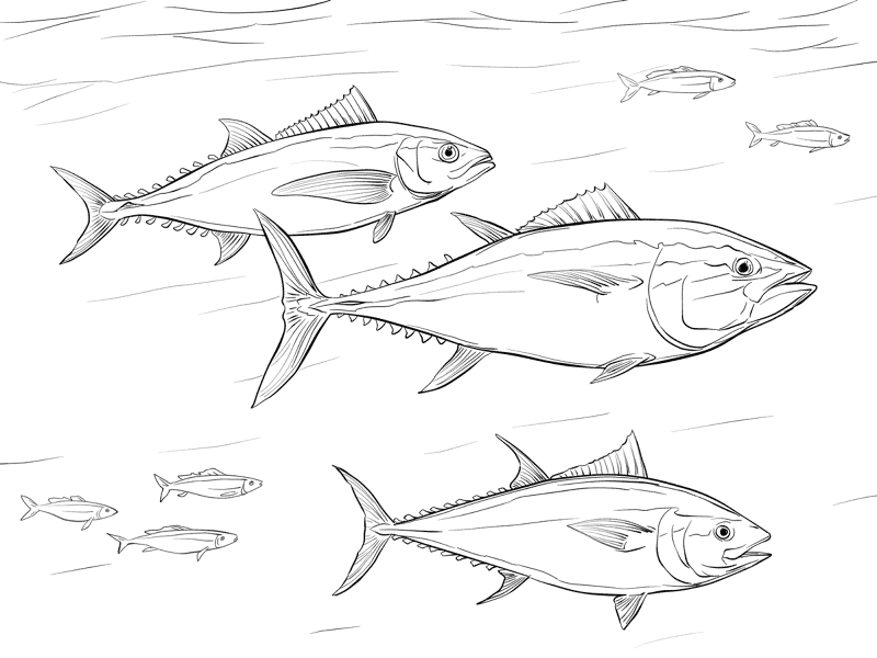 Pacific Bluefin Tuna Shoal Md Coloring Page — Free Printable — free printable coloring page