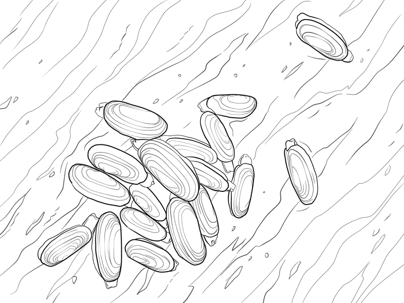 Pacific Razor Clam Coloring Pages Md Coloring Page — Free Printable — free printable coloring page
