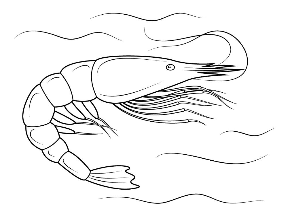 Penaeid Shrimp Coloring Pages Md Coloring Page — Free Printable — free printable coloring page