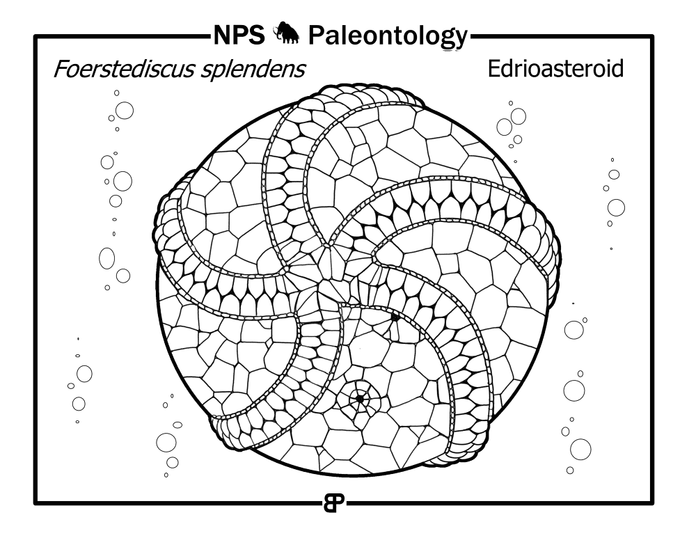 Prehistoric Edrioasteroidea Foerstediscus Splendens Coloring Page Md Coloring Page — Free Printable — free printable coloring page