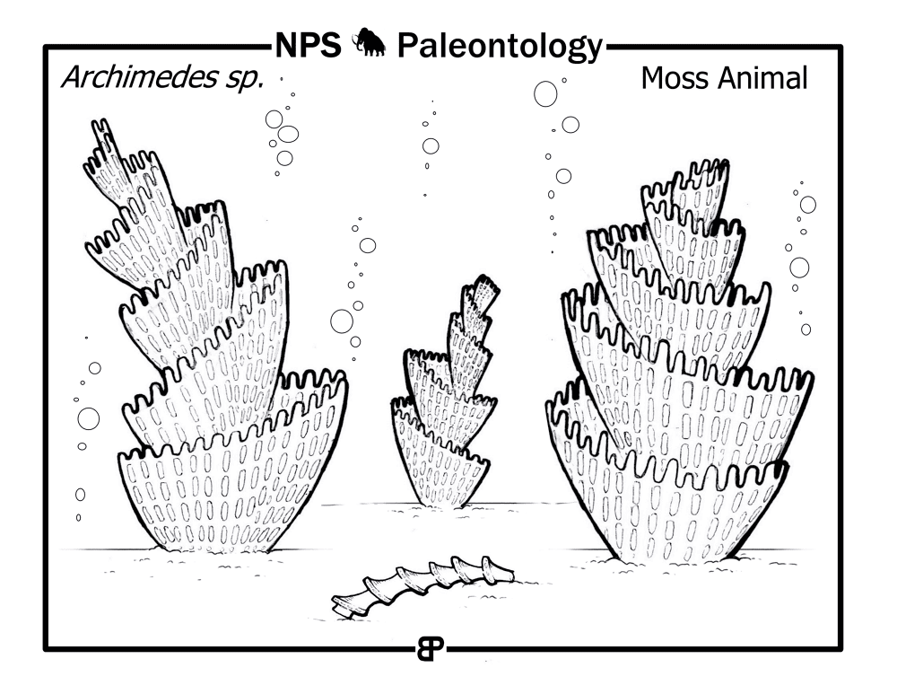 Prehistoric Moss Animal Archimedes Coloring Page Md Coloring Page — Free Printable — free printable coloring page