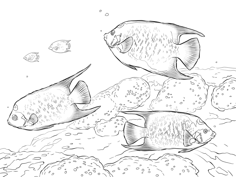 Queen Angelfishes Md Coloring Page — Free Printable — free printable coloring page