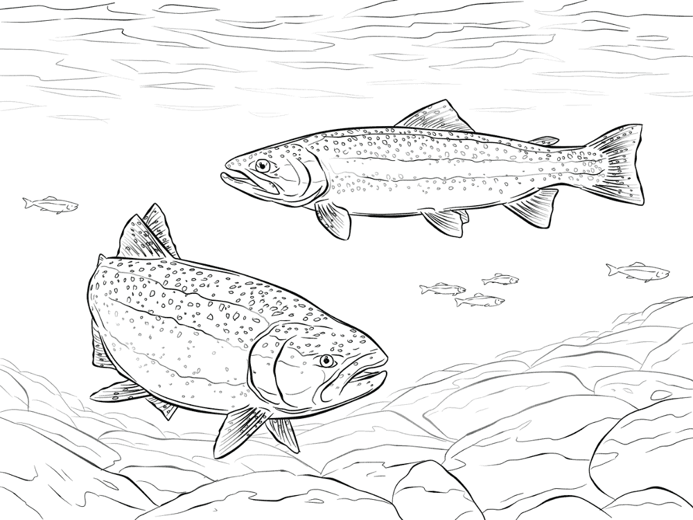 Rainbow Trout Coloring Pages Md Coloring Page — Free Printable — free printable coloring page