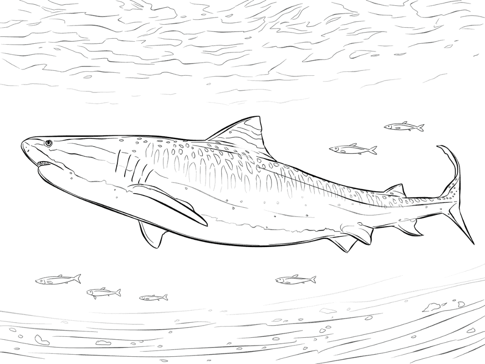Realistic Tiger Shark Coloring Pages Md Coloring Page — Free Printable — free printable coloring page