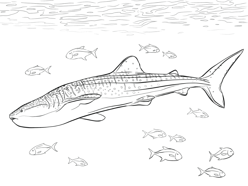 Realistic Whale Shark Coloring Pages Md Coloring Page — Free Printable — free printable coloring page