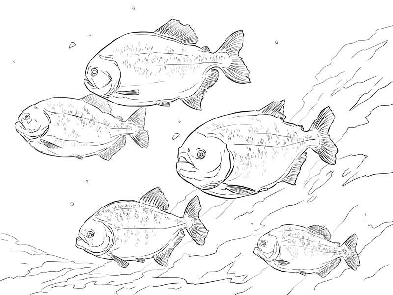 Red Bellied Piranha Shoal Md Coloring Page — Free Printable — free printable coloring page