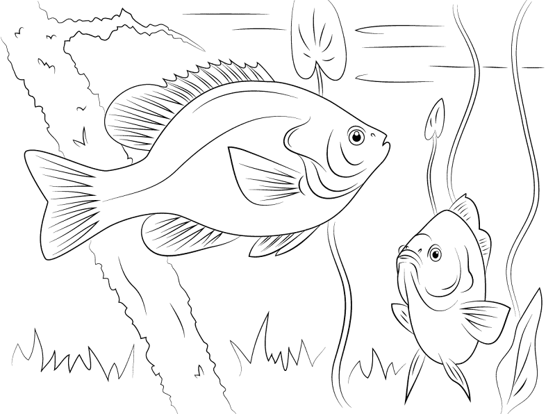 Redear Sunfishes Coloring Pages Md Coloring Page — Free Printable — free printable coloring page