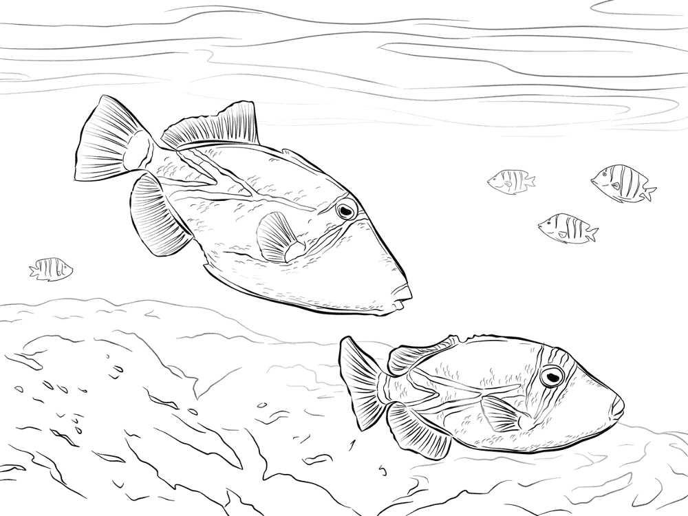 Reef Triggerfish Coloring Pages Md Coloring Page — Free Printable — free printable coloring page