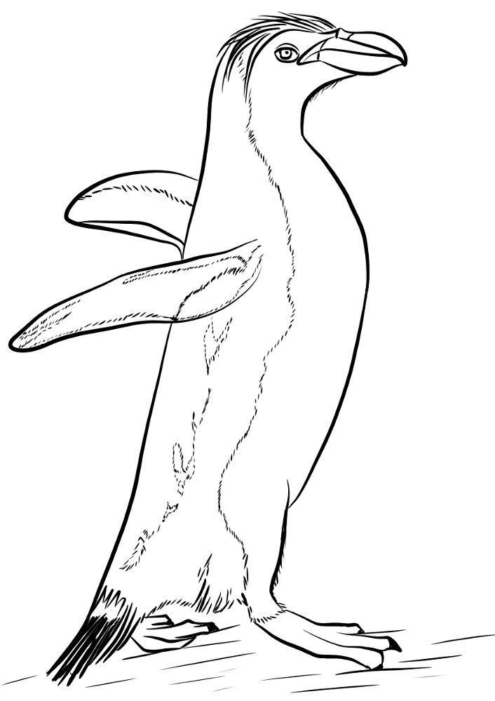 Royal Penguin Coloring Page Md Coloring Page — Free Printable — free printable coloring page