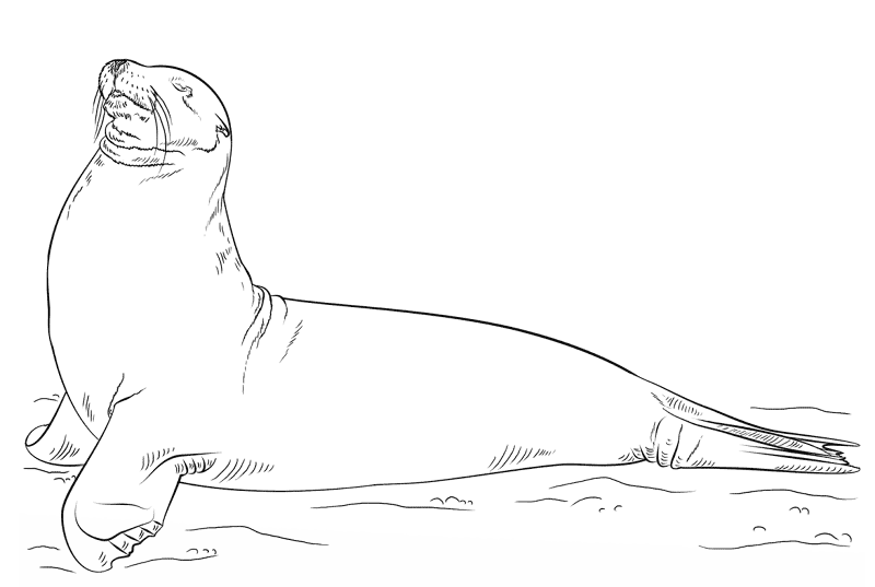 Sea Lion Coloring Page Md Coloring Page — Free Printable — free printable coloring page