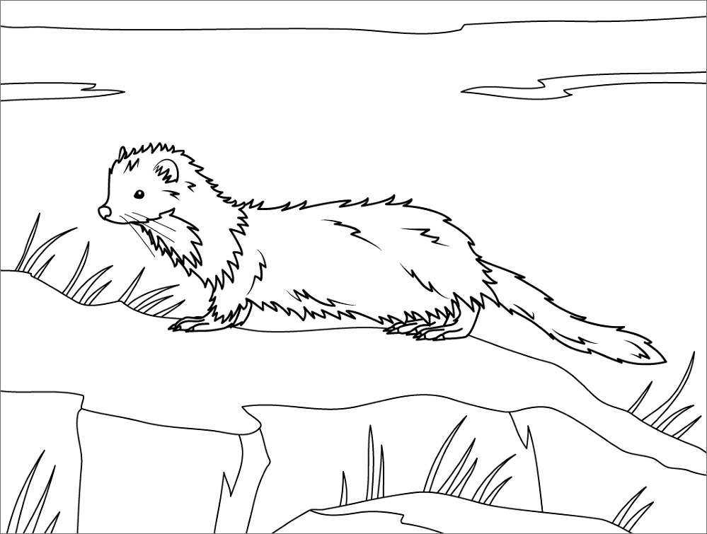 Sea Mink Coloring Page Md Coloring Page — Free Printable — free printable coloring page