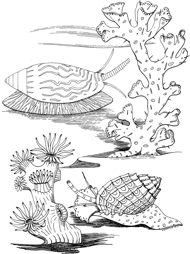 Sea Snails Coloring Page Md Coloring Page — Free Printable — free printable coloring page