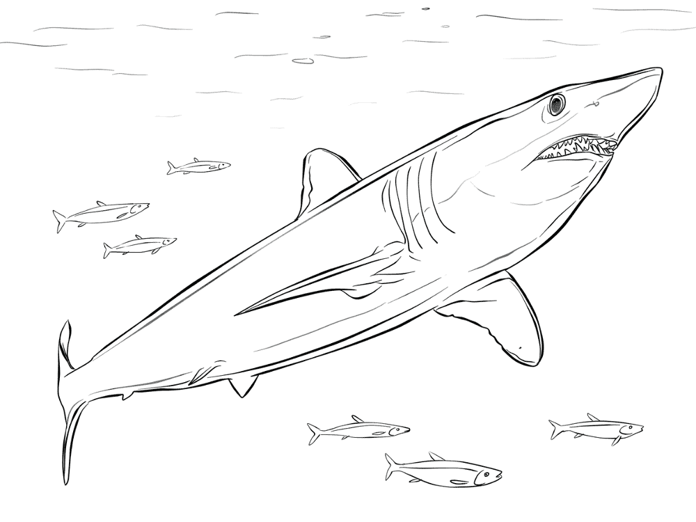 Shortfin Mako Shark Coloring Pages Md Coloring Page — Free Printable — free printable coloring page