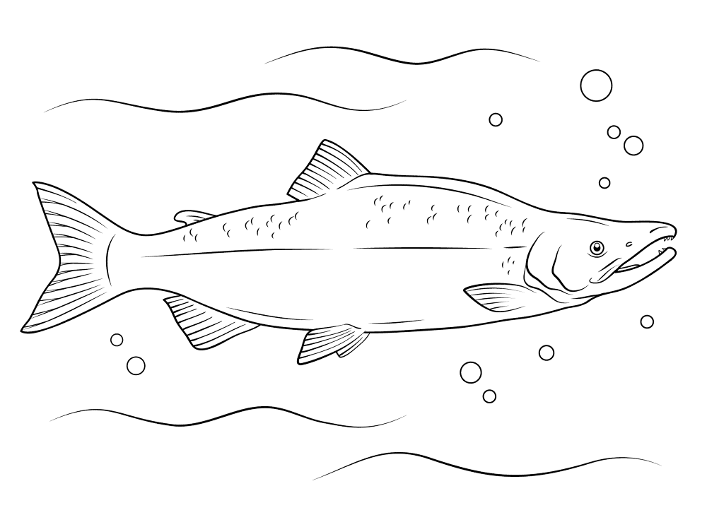 Sockeye Salmon Coloring Page Md Coloring Page — Free Printable — free printable coloring page