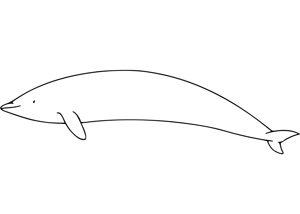 Southern Right Whale Dolphin Coloring Page Md Coloring Page — Free Printable — free printable coloring page