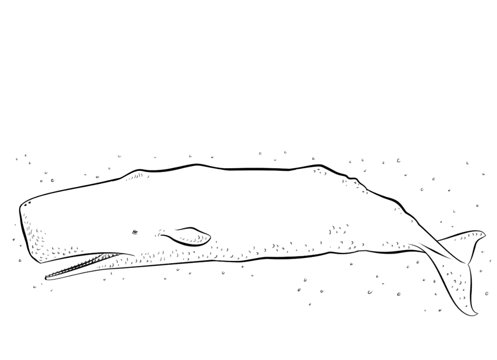 Sperm Whale Coloring Page Md Coloring Page — Free Printable — free printable coloring page