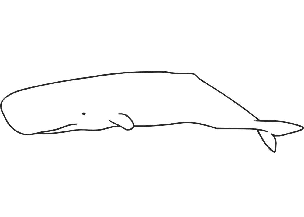 Sperm Whales Coloring Page Md Coloring Page — Free Printable — free printable coloring page