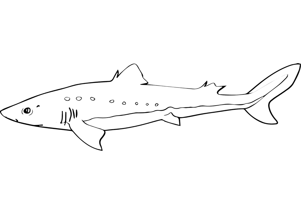 Spiny Dogfish Coloring Page Md Coloring Page — Free Printable — free printable coloring page