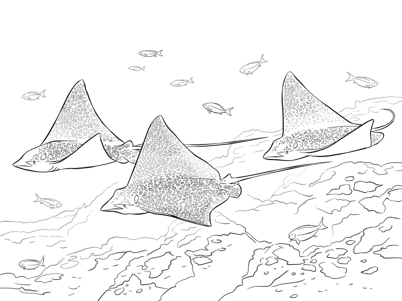 Spotted Eagle Rays Coloring Pages Md Coloring Page — Free Printable — free printable coloring page