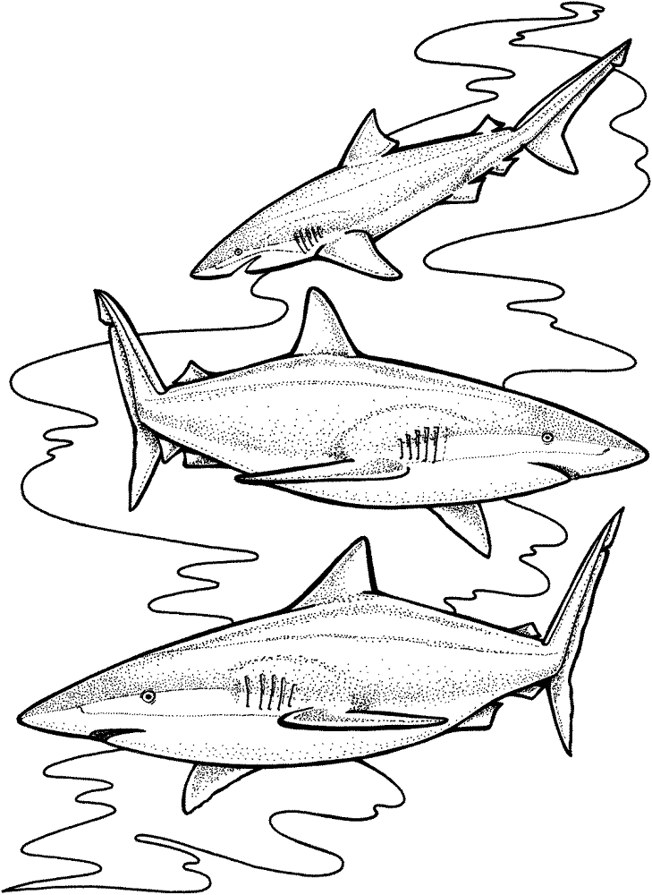Three Tiger Sharks Coloring Page Md Coloring Page — Free Printable — free printable coloring page