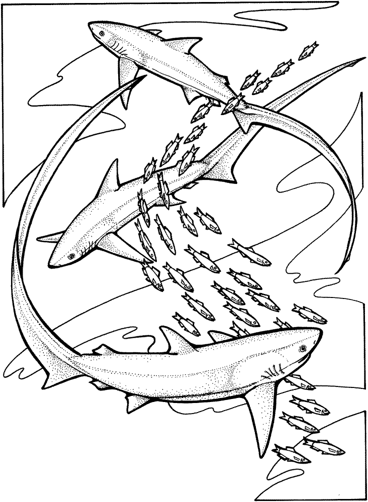 Thresher Sharks Coloring Page Md Coloring Page — Free Printable — free printable coloring page