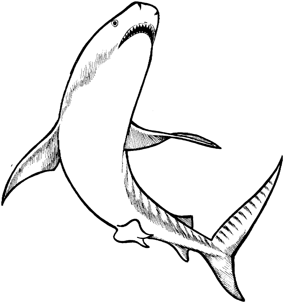 Tiger Shark 1 Coloring Page Md Coloring Page — Free Printable — free printable coloring page
