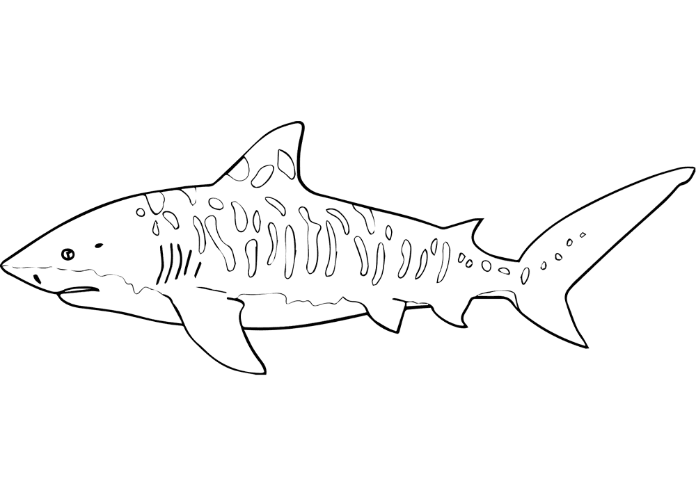 Tiger Shark Coloring Page Md Coloring Page — Free Printable — free printable coloring page