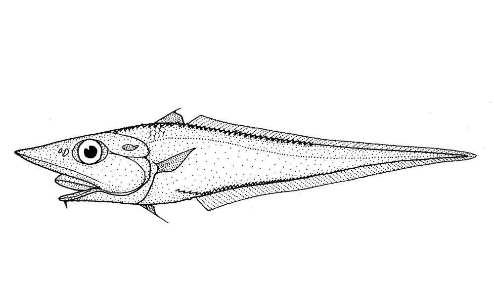 Trachyrincus Longirostris Slender Unicorn Rattail Coloring Page Md Coloring Page — Free Printable — free printable coloring page