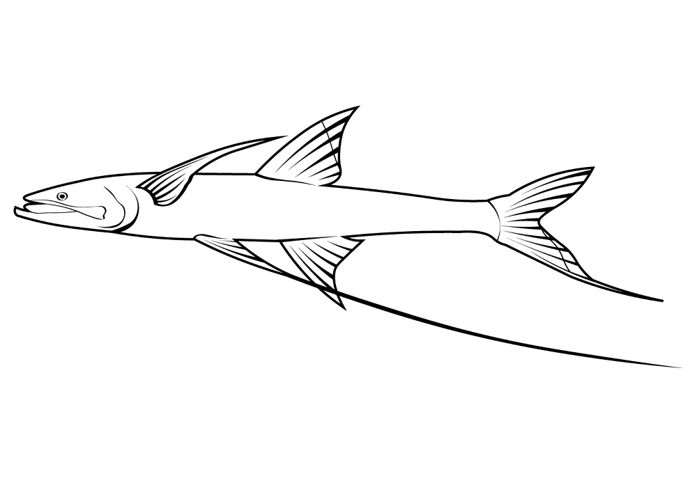 Tripod Fish Bathypterois Grallator Coloring Page Md Coloring Page — Free Printable — free printable coloring page